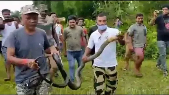 King Cobra, Gorumara, North bengal