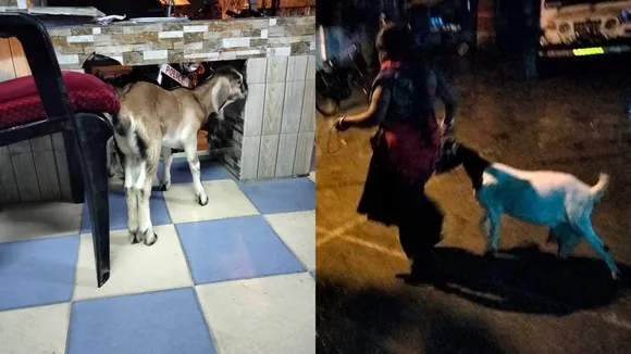 Champdanis Guriya found her lost goat after police intervention