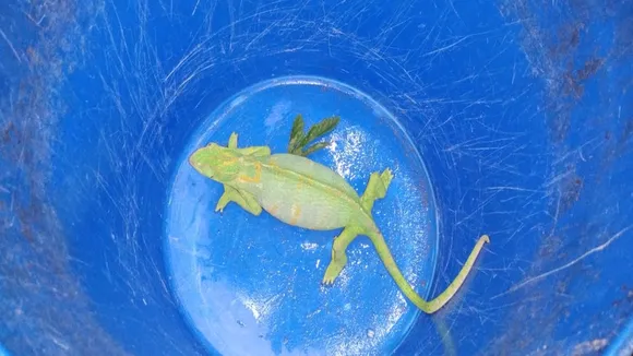 a chameleon recover from east burdwans jamalpur