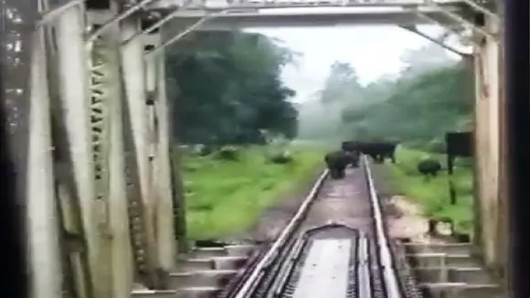 Elephants safely cross rail line at sebak