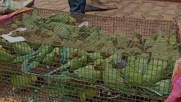 parrots rescued in durgapur