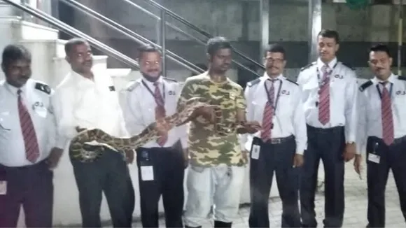 Python, Uddhav Thackrey, Maharshtra