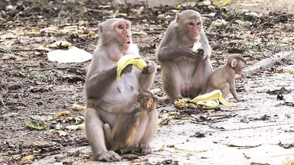 Maharashtra, Monkey's Avenge, Forest Department
