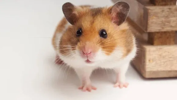 Hamster
