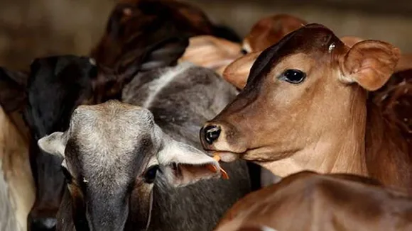 stray cattle creep up on BJP as farmers tire of options