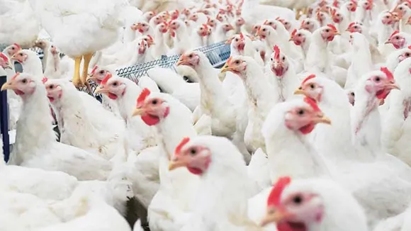 Egg Price Hike: মহার্ঘ ডিম, একমাসের মধ্যে ফের বাড়ল দাম