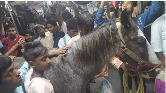 RPF arrests Horse owner after train ride pic goes viral