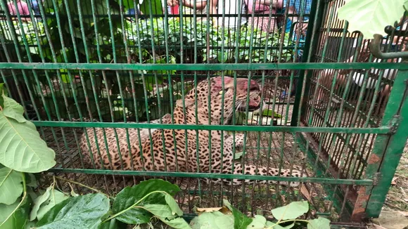 Cheetah trapped in siliguri nakshalbari area