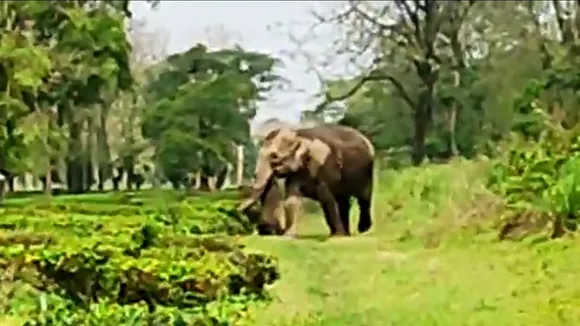 The dead baby was picked up by mother elephant, Dooars have witnessed a emotional event