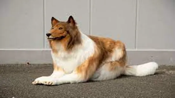 japanese man makes himself as dog news