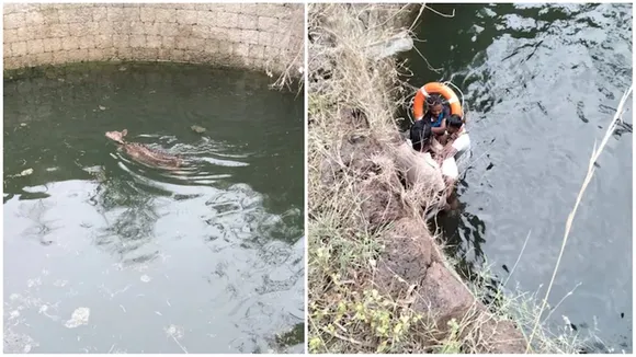 rescue spotted deer from open well.