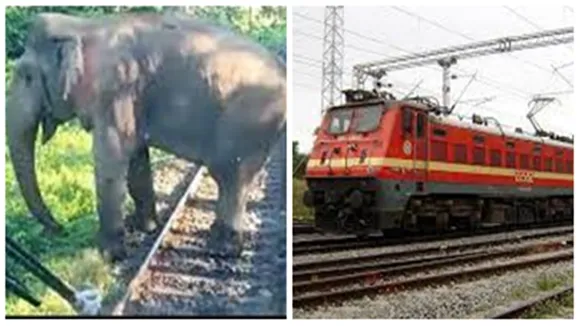 elephant crosses railway track