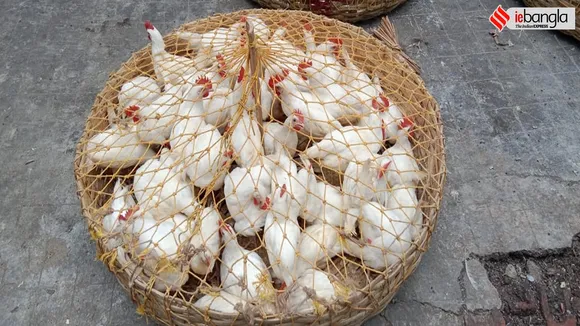 price of broiler chicken is increasing in Kolkata