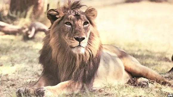 Lion spotted on roof of farmer’s house
