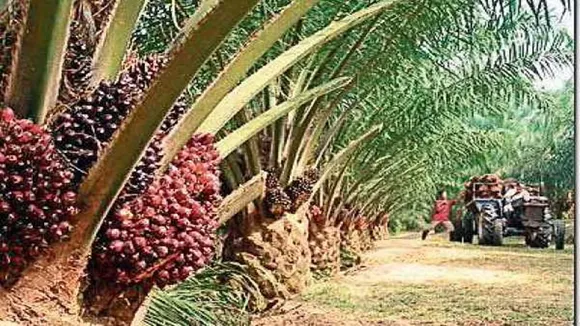 palm oil