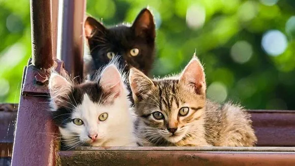 Karnataka, Karnataka police, Bengaluru, Gauribidanur rural police station, Karnataka police deploy cats, Karnataka news, Karnataka latest, Bengaluru news, Bengaluru latest