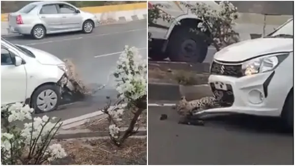 leopard, highway, accident, viral video, shocking video, wildlife