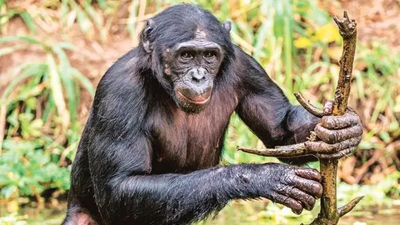 alipur zoo- chimpanzee