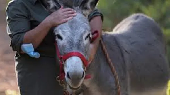 Karnataka Donkey Farm, donkey milk, BA graduate donkey farm, karnataka first donkey farm, donkey milk order of 17 lakh, donkey milk price, Dakshina Kannada District, Techie opens first donkey farm