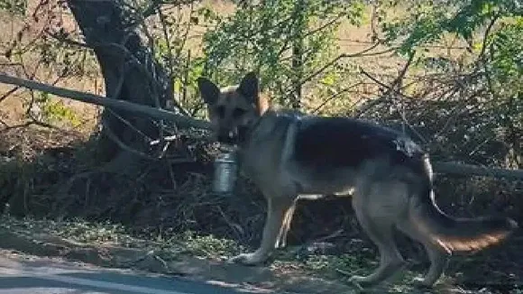 Viral Video: Sheru walks two kilometers every day at noon and comes to his father’s office with food. This German Shepherd Dog Walks 2Kms On A Daily Basis To Deliver Lunch To His Father, Watch Viral Vide