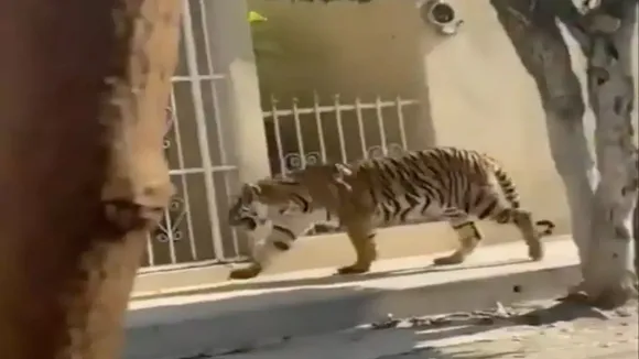 royal bengal tiger, bengal tiger viral video, bengal tiger mexico, royal bengal tiger mexico, bengal tiger exotic pet, bengal tiger wandering loose, bengal tiger wanders loose, bengal tiger spotted, bengal tiger spotted mexico, bengal tiger on street, bengal tiger walking on street