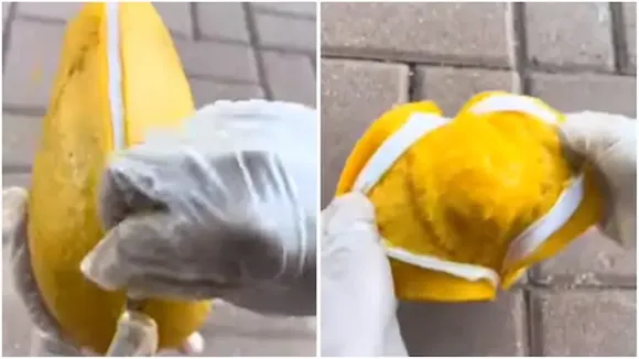 mango, চেন আম,viral video, odd video, আম ভাইরাল, মজার আম,instagram, চেন খুলতেই বেরিয়ে এল আম, funny
