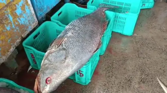 telia bhola fish catched by digha fishermen
