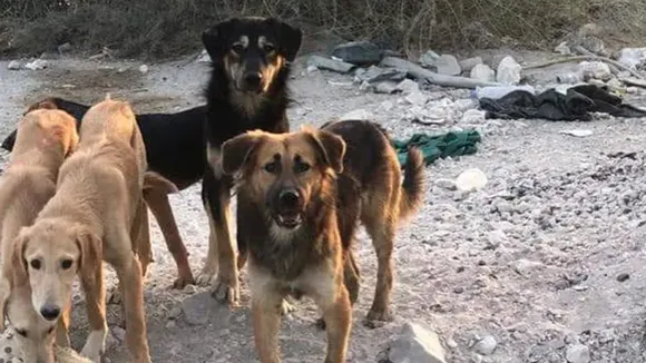 qatar,dogs,animal cruelty,gunmen kill dogs in qatar,dogs killed in qatar,dogs shot dead,paws rescue qatar