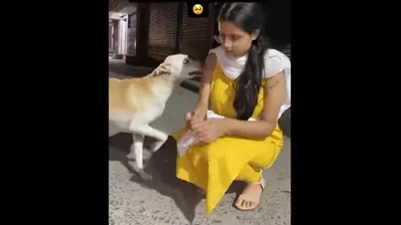 Dog,doggo,puppy,cute,viral,video,stray,Indie dog,woman,Instagram,adorable