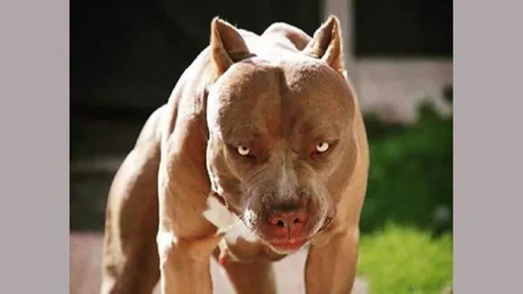 pitbull, Punjab, Gurdaspur, pitbull attack, dog attack, hospital