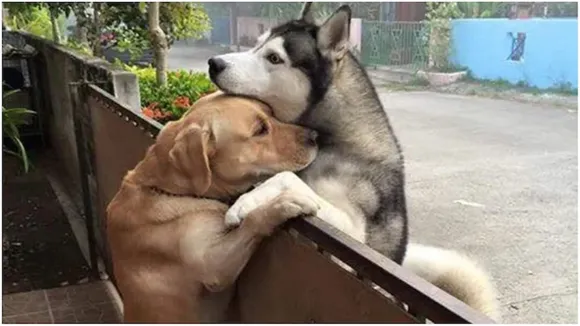 dog, hugging, bond, friendship, viral, pic, picture, post, twitter, dogs