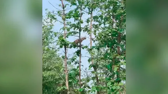 Viral video,Leopard Hunting Monkey,Twitter,Social media,Panna Tiger Reserve,Madhya Pradesh