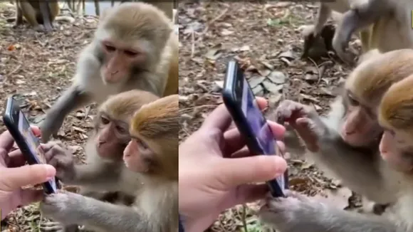 viral, viral videos, animal videos, trending, trending videos, Viral animal videos