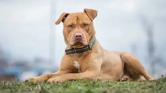 pit bull attack owners, pit bull attack woman, dog attacks in india, stray dog attacks, pitbull dog attack, rottweiler dog attack, pet dog attacks owner, pet dog mauls owner, dog kills owner, dog bite cases india">