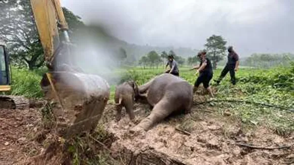mother, baby, calf, elephant, fell, slipped, manhole, fanits, stress, cpr, revive, viral, video