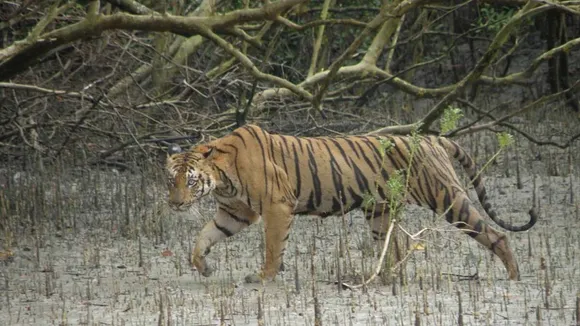 sunderban tiger reserve