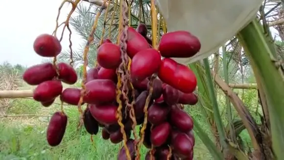 arabian dates malda bamongola arindom roy