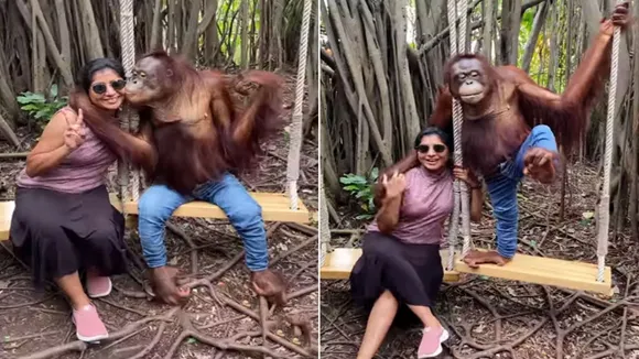 animal videos,Bangkok,Chimpanzee,chimpanzee kiss woman,safari world,Thailand,Video,viral