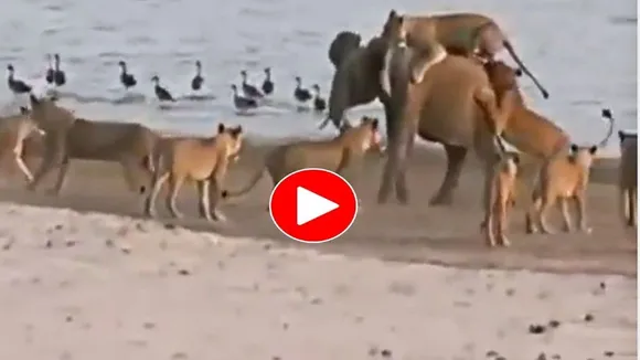 Hathi Ka Video,Sherni Ka Video,Hathi Aur Sher Ki Ladai,Wild Animla Fight Video,Google Trends,Lioness Attacks Elephant,Animal Video,Viral Video,Omg Video,Elephant Ka Video,Sher Ka Video