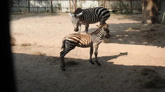 Zebra cub,Alipore Zoo,Born,Enclosure,Bangla news,জেব্রা শাবক,আলিপুর চিড়িয়াখানা,জন্ম,এনক্লোজার,বাংলা খবর