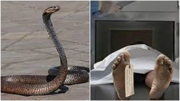 UP, snakebite