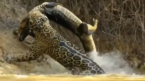 Social media,Viral video,Internet,Twitter,Jaguar Hunting Videos,Wild animal videos