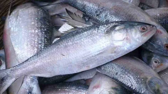hilsa price is not reducing in the market due to insufficient quantity of fish