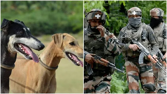 stray dog, indian army, dog squad, ভারতীয় সেনাবাহিনী, দেশি কুকুর,জার্মান শেফার্ড, গ্রেট সুই্‌ট, মাউন্টেন, ল্যাব্রাডর্‌, Indian Army,henga Dogs , Dogs in Armed Forces , Indian Army, Pedigree