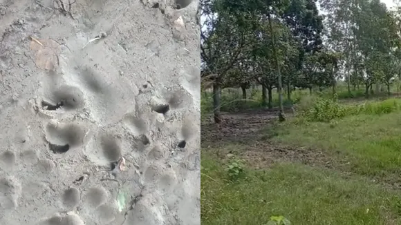 The residents feels fear for tiger in maldahs englishbazar