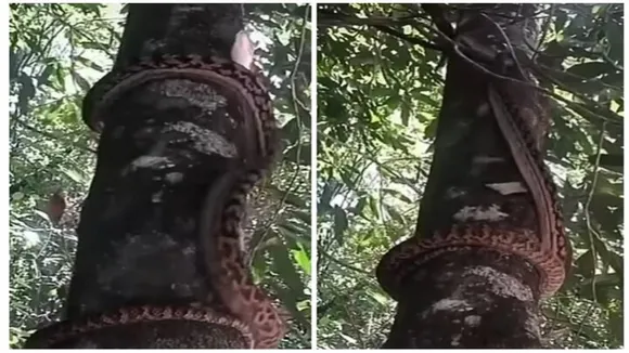 shocking video,snake,Social Media,viral video, Viral Video