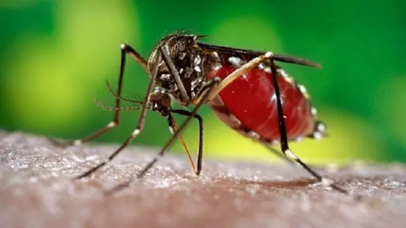 dengue cases in west bengal,west bengal dengue,dengue in west bengal,west bengal, ডেঙ্গু, কলকাতা, পুজোর আগেই ডেঙ্গুর সংক্রমণ, ডেঙ্গু, আক্রান্ত, ডেঙ্গু মৃত্যুanirban dolui,malda,mamata banerjee,ns nigam, north 24 parganas, hugli, howrah, Jalpaiguri, health news, স্বাস্থ্য সংক্রান্ত খবর, ডেঙ্গু খবর