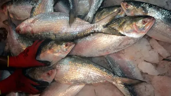 Bangladesh sent padma hilsa to west bengal
