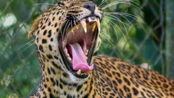 leopard attack aarey colony, aarey colony leopard attack, mumbai leopard attack, mumbai girl dead leopard, Maharashtra news, Maharashtra news updates,