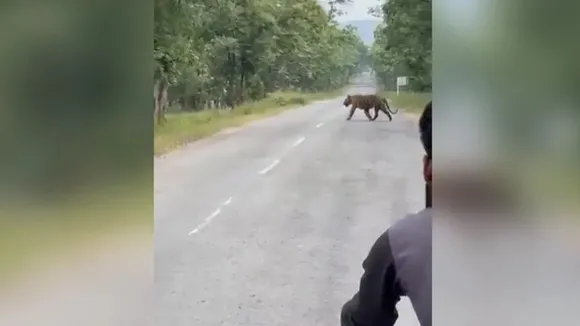 Madhya pradesh, Selfie, shocking video, Tiger Reserve, viral video